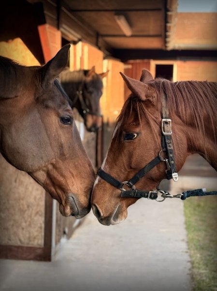 Écurie DC Équitation - photo 1