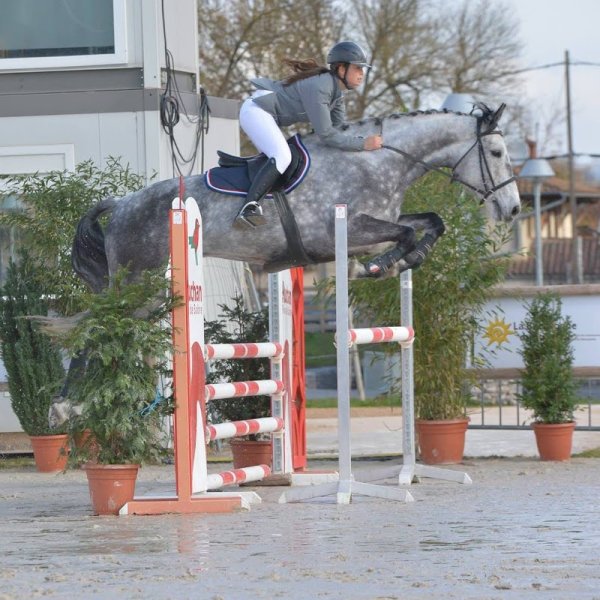 Ecuries du Grand Saphir - photo 2