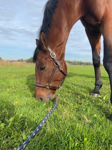 Ecuries Philippe Bernard - photo 3