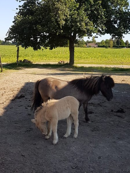 Les Cavaliers d’Epona - photo 2