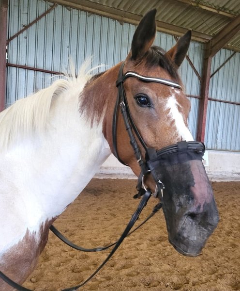CENTRE EQUESTRE DE NEUVILLE LES DAMES - photo 3
