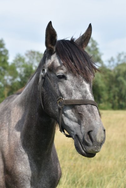 Ecurie de la lie - photo 2