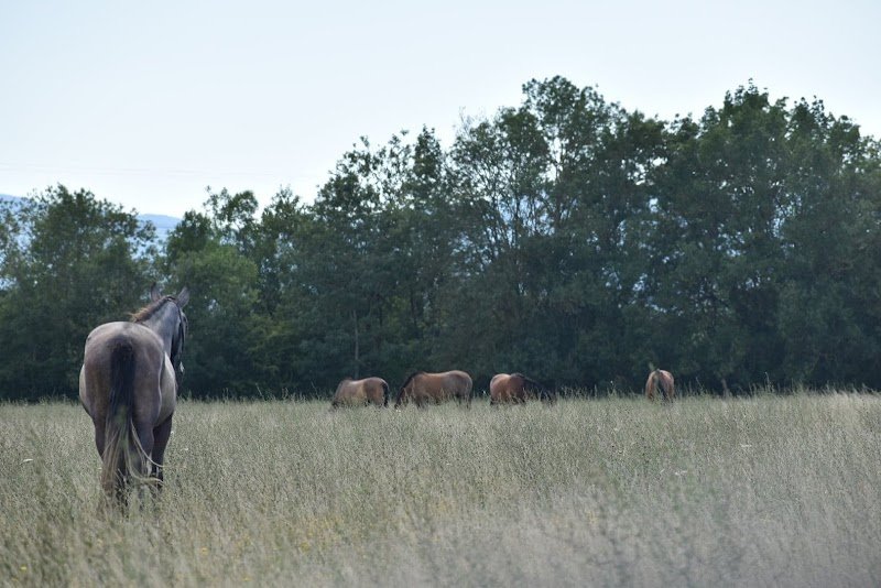 Ecurie de la lie - photo 3