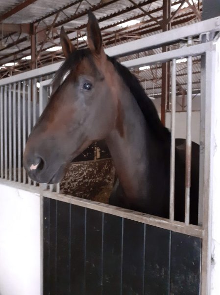 BF-Horse Sport - photo 2