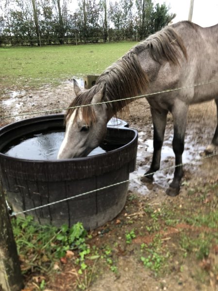 Les Cavaliers En Herbe - photo 2