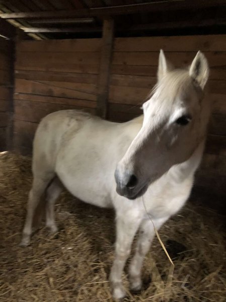 Poney Club de L'Ain - photo 2