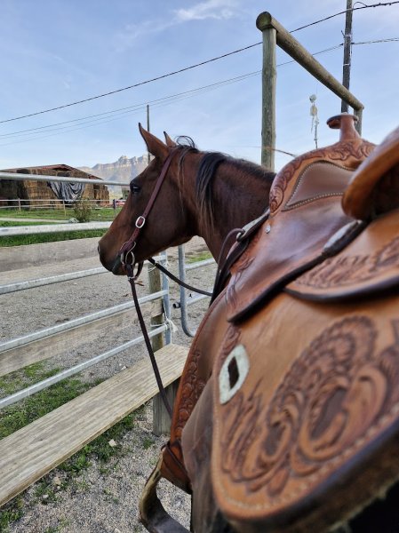 Ever Ranch, pension pour chevaux - photo 2