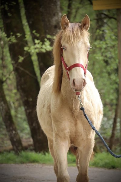 Écurie LB Eventing - photo 3