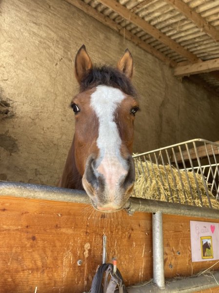 Les Ecuries de Chainaz - photo 2