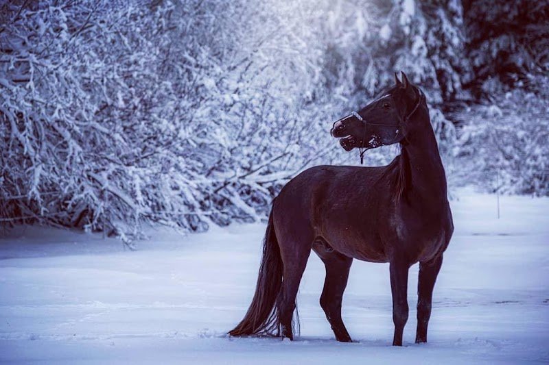 Elevage de Kheïlan - Centre Equestre - Laura Mugnier - photo 1