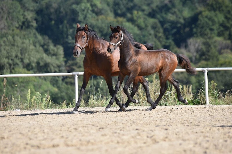 Elevage de Kheïlan - Centre Equestre - Laura Mugnier - photo 2