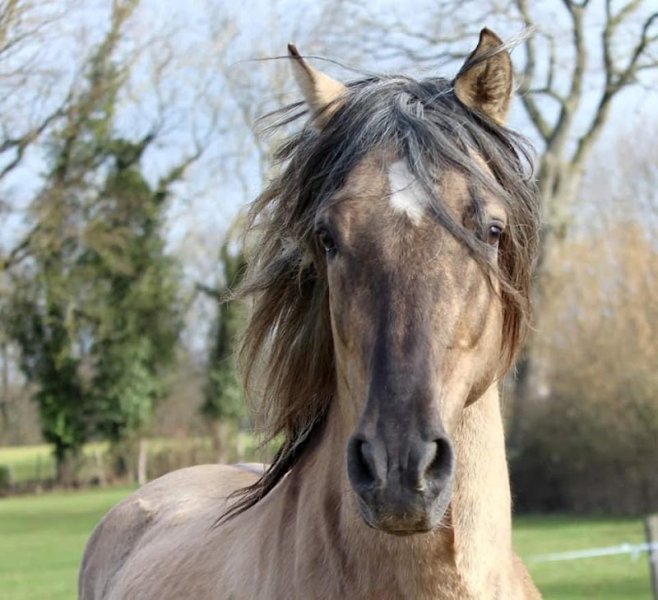 Elevage de Kheïlan - Centre Equestre - Laura Mugnier - photo 3