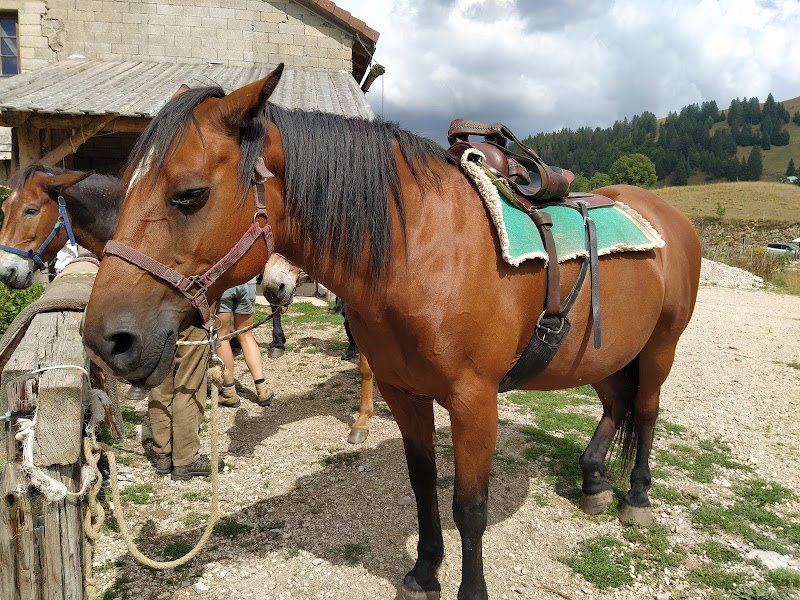 Ferme Equestre du Berbois - photo 3