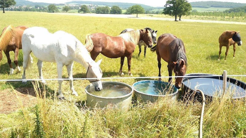 Pension pour chevaux à Péronne 71260 "Champagne à cheval"
