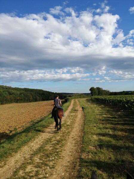 Pension pour chevaux à Péronne 71260 "Champagne à cheval" - photo 2