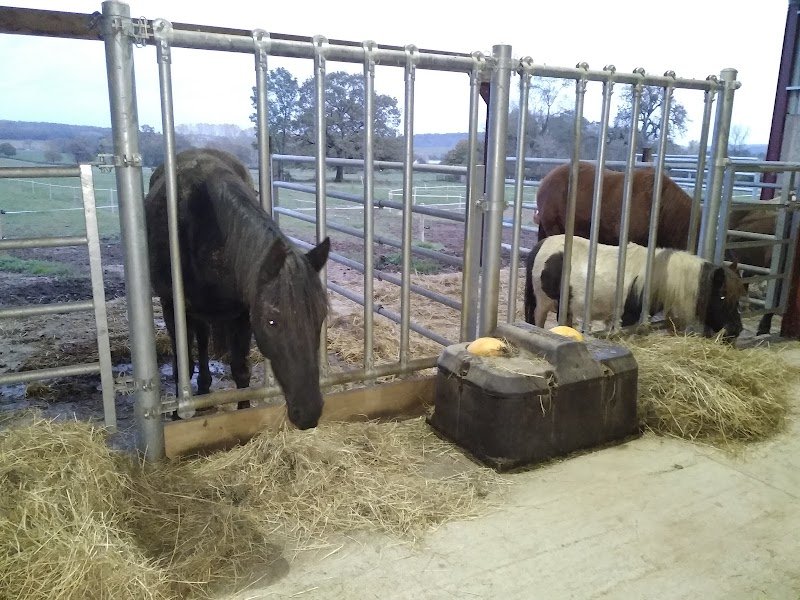 Pension pour chevaux à Péronne 71260 "Champagne à cheval" - photo 3