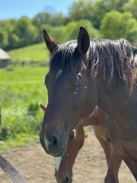 Les écuries d'Optevoz - photo 1