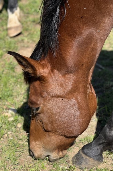 Les écuries d'Optevoz - photo 3