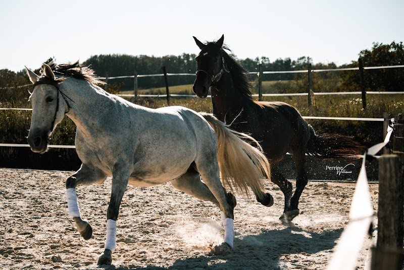 les écuries d'amazone - photo 1