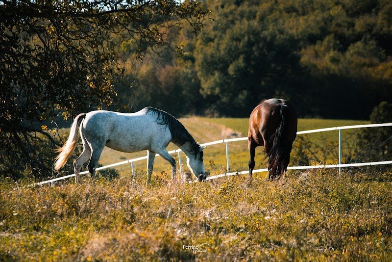 les écuries d'amazone - photo 2