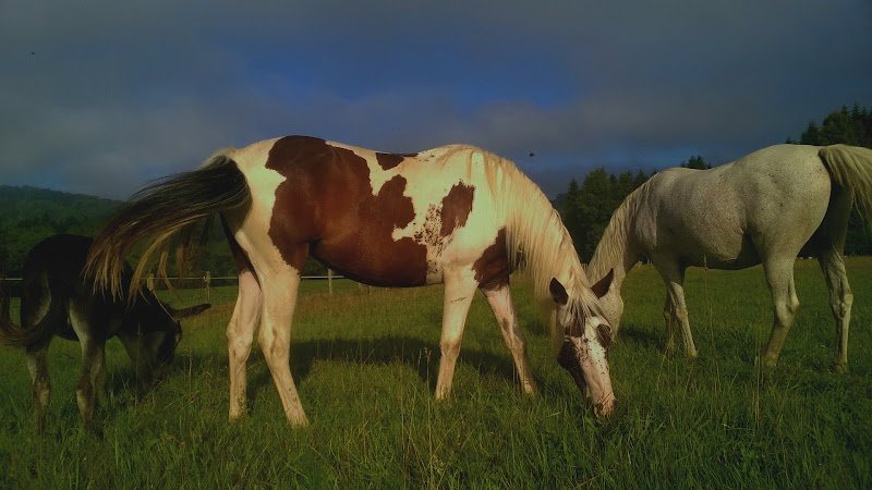 Le cheval est dans le pré