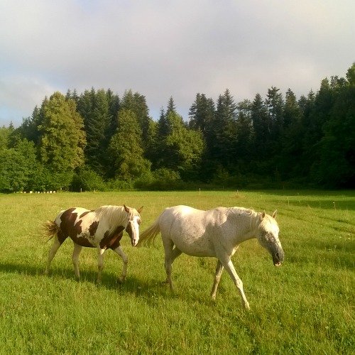 Le cheval est dans le pré - photo 2