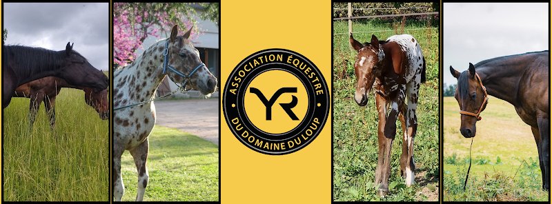 Association Équestre du Domaine du Loup (AEDL) - photo 1
