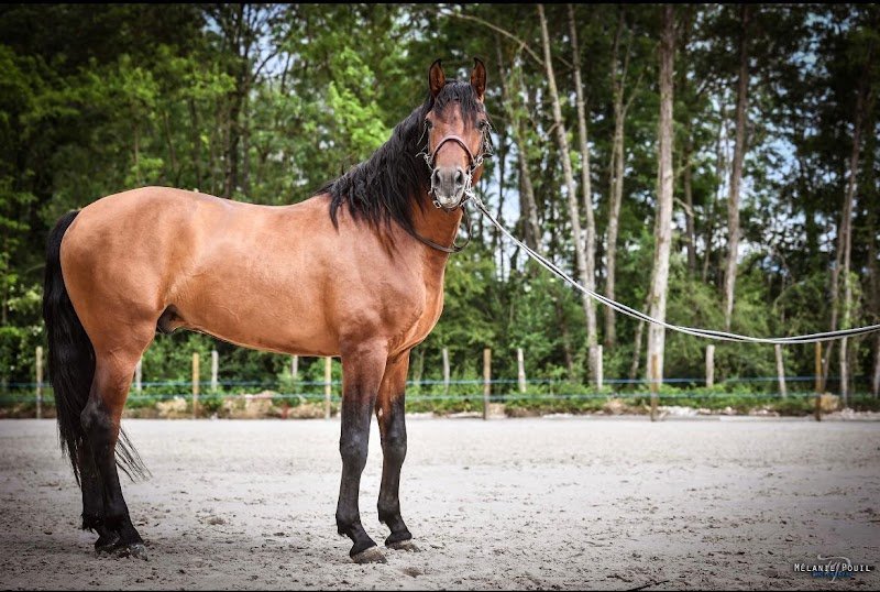 Prestige Horse Accompagnement - photo 1