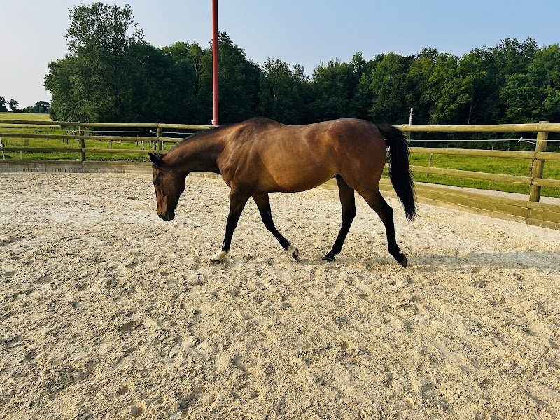 Prestige Horse Accompagnement - photo 2