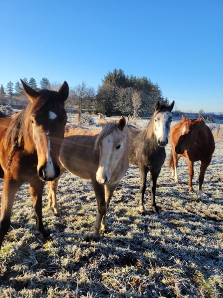 Haras de Bois Dieu - photo 2