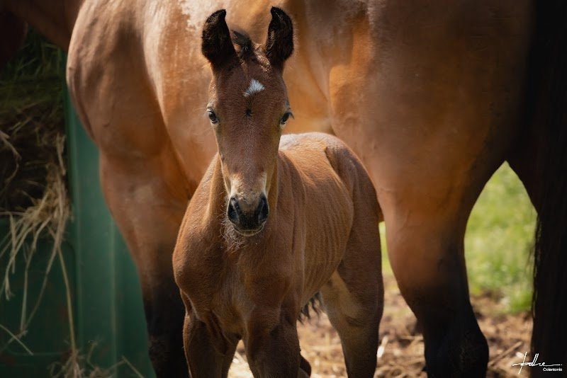 Haras de Bois Dieu - photo 3
