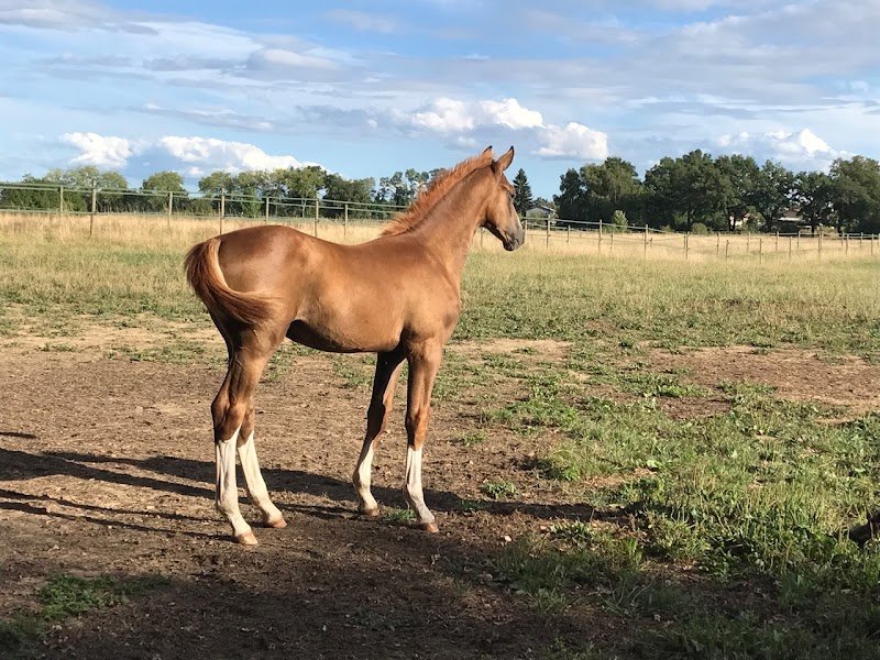 Les Écuries du Palordet - photo 3