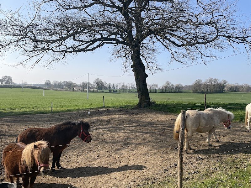Les Écuries du Mont - Poney Club
