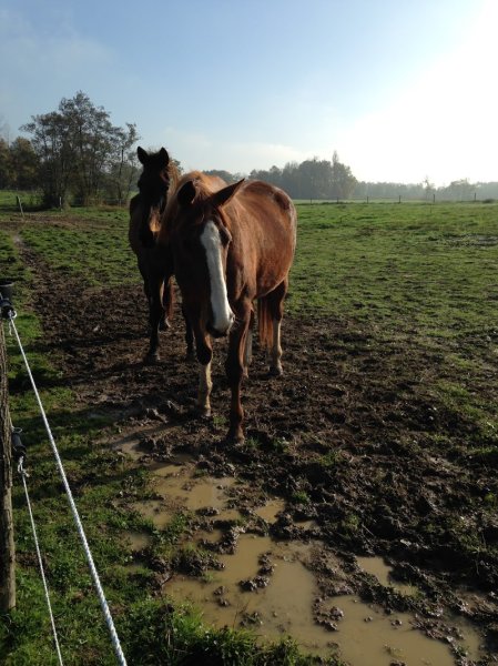 Centre de pension pour chevaux à la retraite du Val d'athéna - photo 2