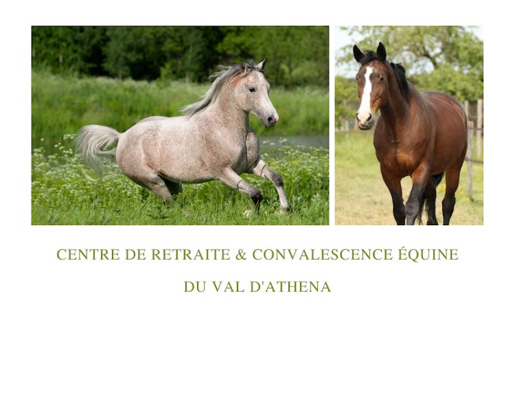 Centre de pension pour chevaux à la retraite du Val d'athéna - photo 3