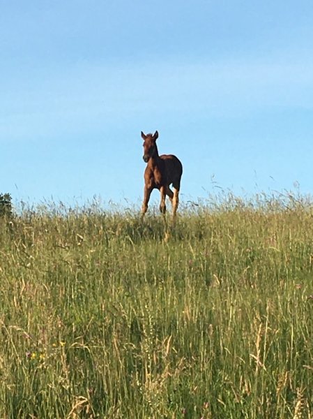Écurie CA RANCH - photo 2