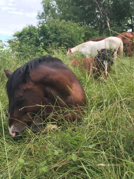 Écurie Les Chênes - photo 2