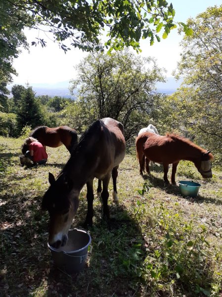 Écurie Les Chênes - photo 3