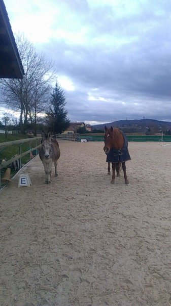 Les Ecuries de l'Ouest - photo 3