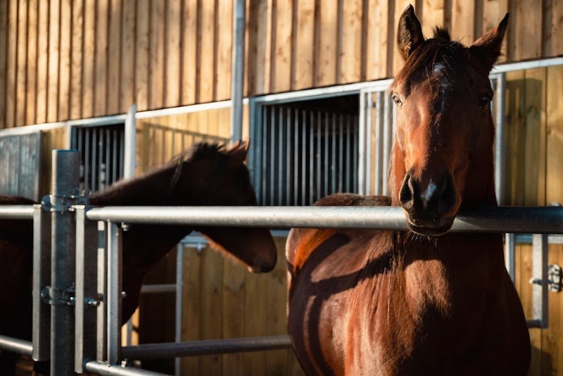 Flo Little Ranch - Pension cheval Haute-Savoie - photo 2