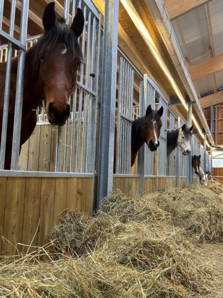 Flo Little Ranch - Pension cheval Haute-Savoie - photo 3