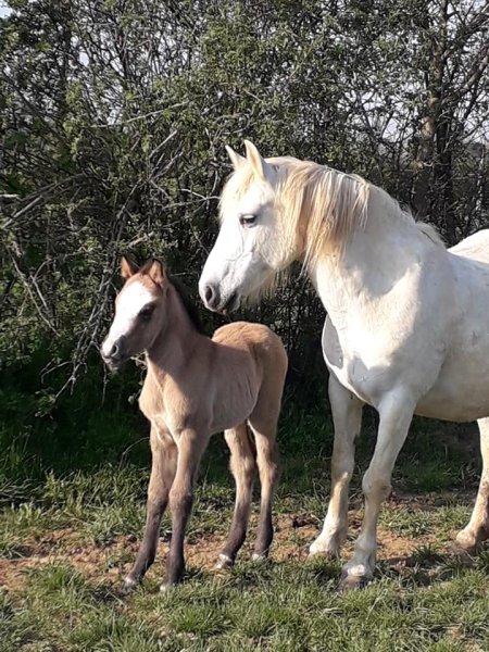 Centre Equestre des Monts d'Or - photo 3