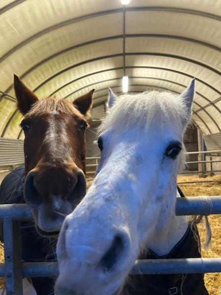 Les écuries j'adore - photo 1