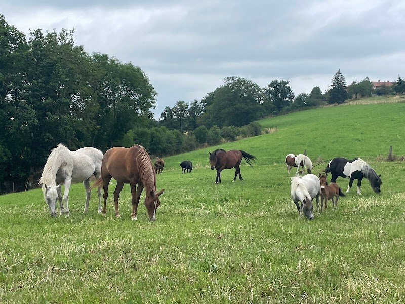 Les écuries j'adore - photo 3