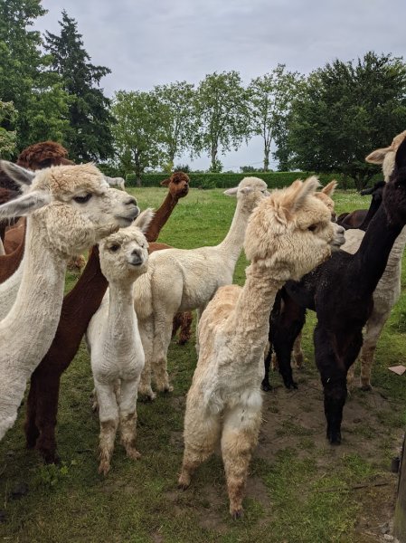 Domaine du Chevalier - photo 1