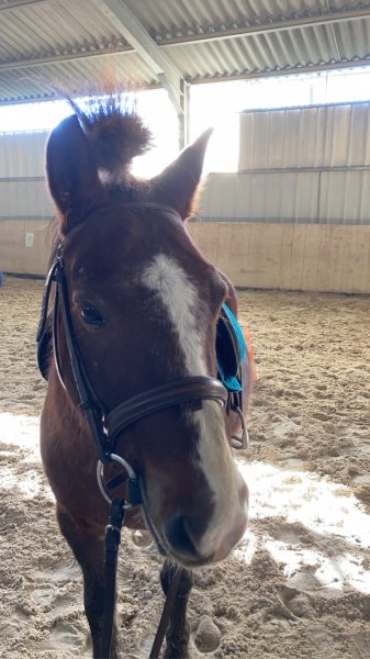 Poney Club de Richemont - photo 1