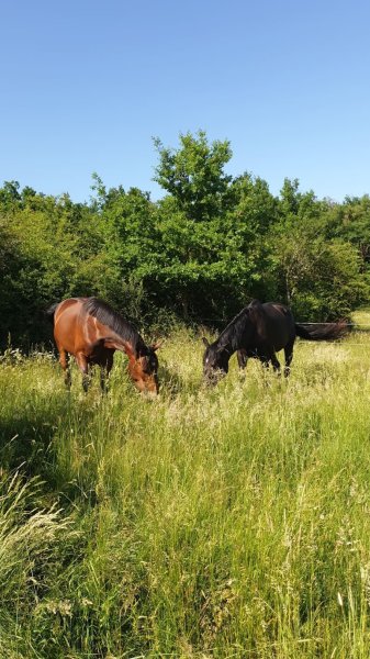 Écurie du Chemin - Clémentine Achaintre - photo 3