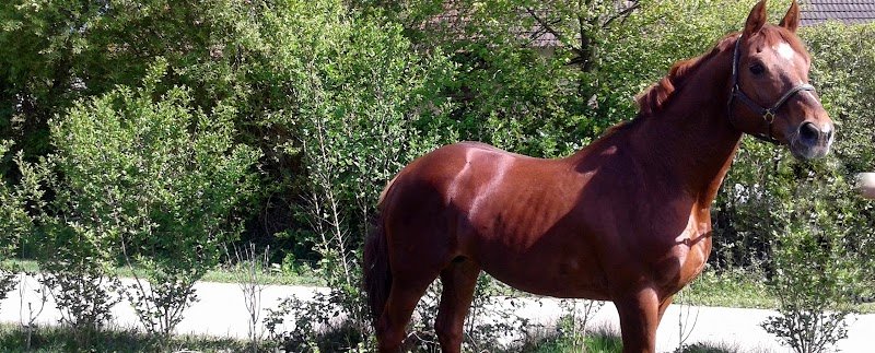 Ecurie des lauriers - photo 1