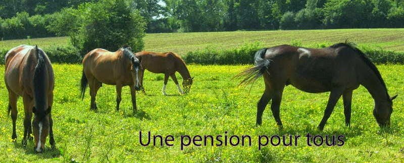 Ecurie des lauriers - photo 3