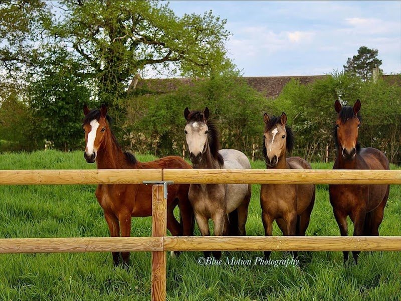 Élevage et Écurie de Marlière - photo 2